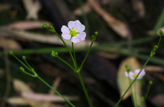 Alisma lanceolatum