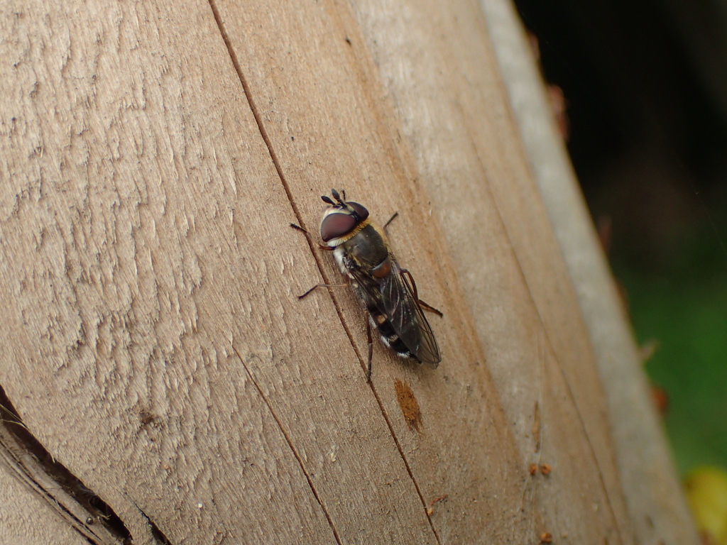 クロヒラタアブ