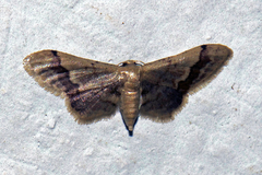 Idaea violacea