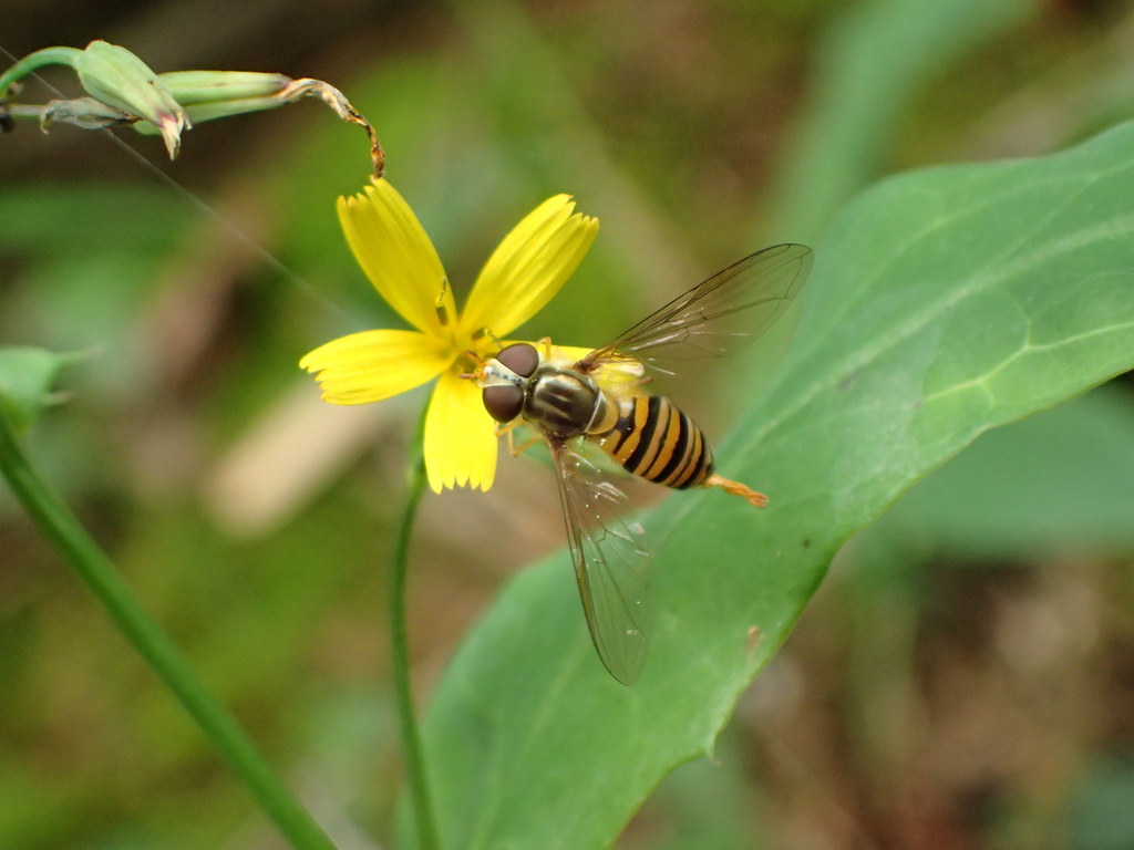 ホソヒラタアブ
