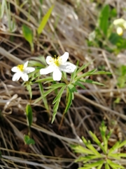 Anemonoides caerulea