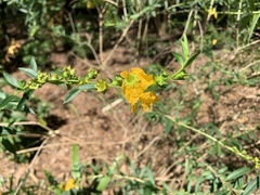 Heimia salicifolia