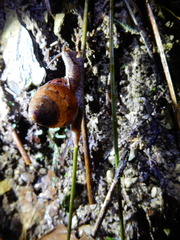 Satsuma sphaeroconus