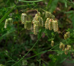 Briza maxima