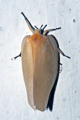 Flatida