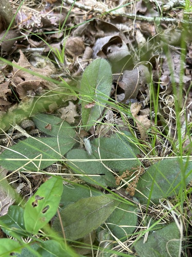 Maryland Hawkweed (Hieracium marianum)