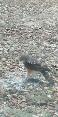 Accipiter rufiventris