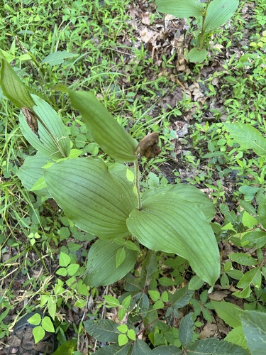 Cypripedium kentuckiense, photograph 6