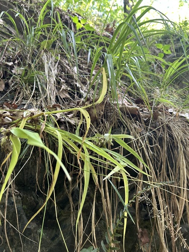 Tradescantia ernestiana, photograph 6