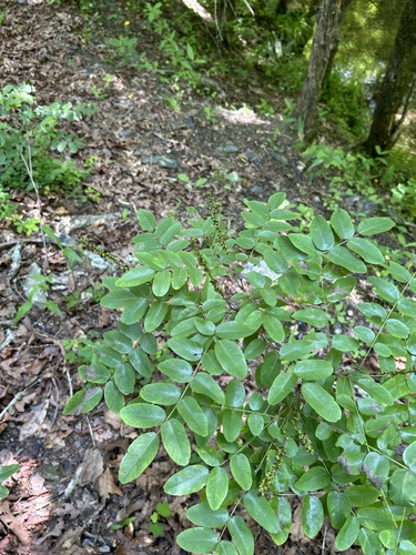 Shining false indigo (Amorpha nitens)
