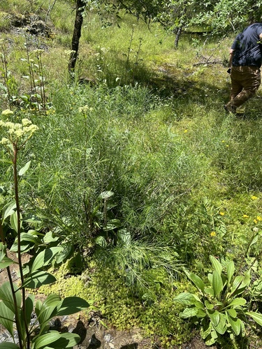 Amsonia hubrichtii