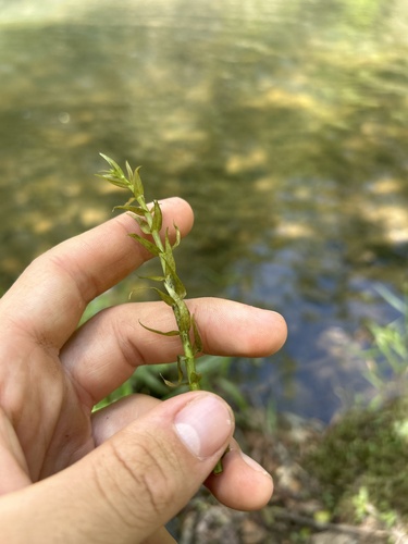 Sticky hedgehyssop (Gratiola brevifolia)