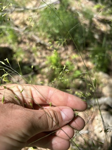 Texas Fescue (Festuca versuta)
