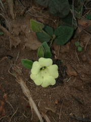 Thunbergia capensis