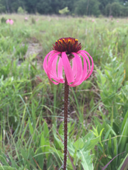 Echinacea simulata