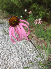 Echinacea simulata