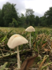 Conocybe apala albipes