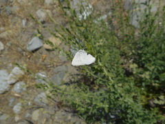 Satyrium sylvinus dryope