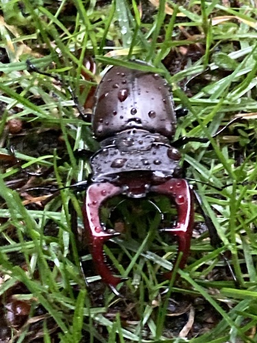 European Stag Beetle, Gelderland, NL, photo 8 of 10