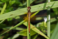 Neurothemis intermedia