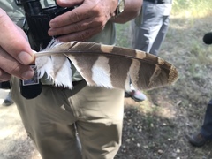 Strix aluco sylvatica