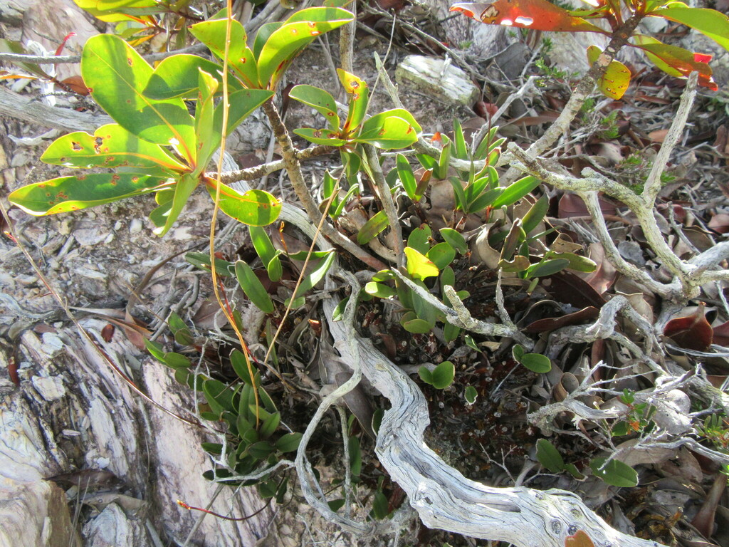 Dendrobium petrophilum (Kraenzl.) Garay ex N.Hallé