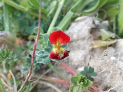Lotus tetragonolobus