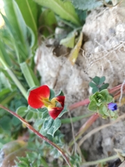 Lotus tetragonolobus