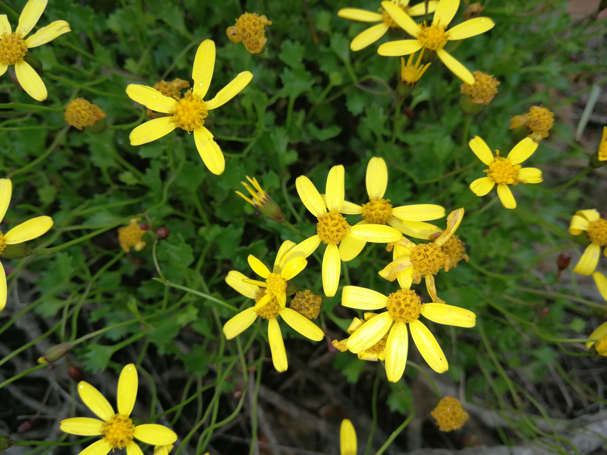 Cineraria saxifraga