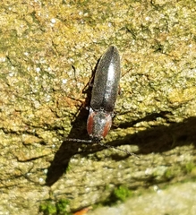 Agriotes fucosus