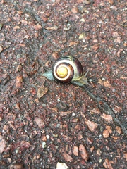 Cepaea nemoralis