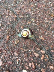 Cepaea nemoralis