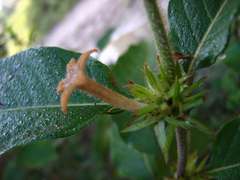 Sabicea cinerea