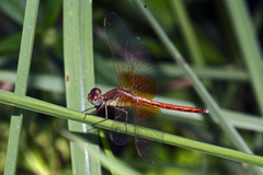Neurothemis intermedia