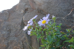 Aster hispidus