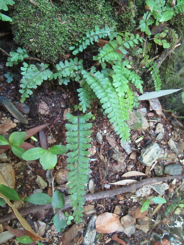 Lindsaea harveyi observed 2020-07-25
