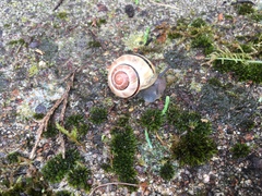 Cepaea nemoralis