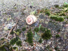 Cepaea nemoralis