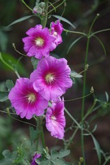 Alcea setosa