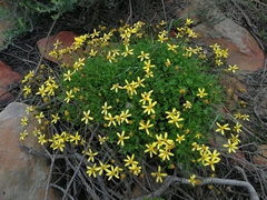 Cineraria saxifraga