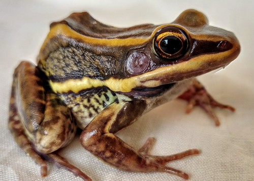 Galam white-lipped frog