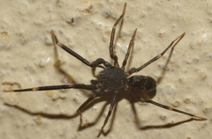 Liophrurillus flavitarsis
