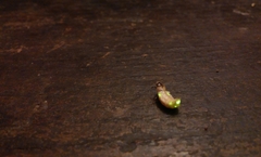 Lamprohiza splendidula