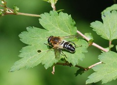 Helophilus eristaloidea