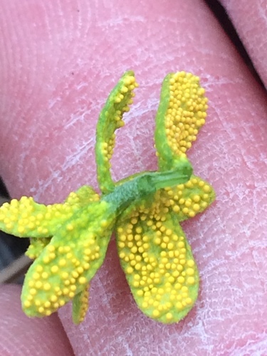 Mustard Flower Rust