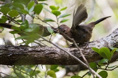 Pipilo maculatus socorroensis