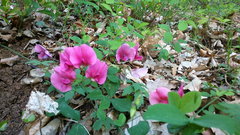Lathyrus rotundifolius