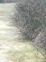 Molothrus bonariensis