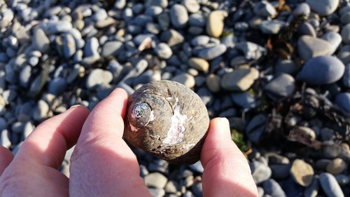 Lunella smaragdus