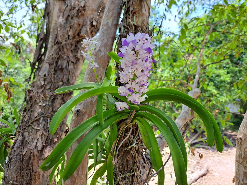 Foto de Orquídea